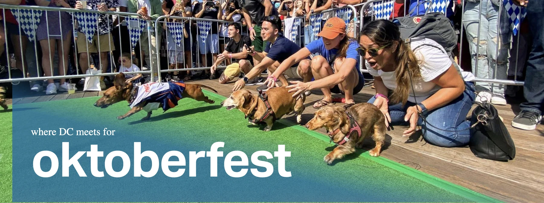 Dachshunds racing on District Pier at Oktoberfest at The Wharf